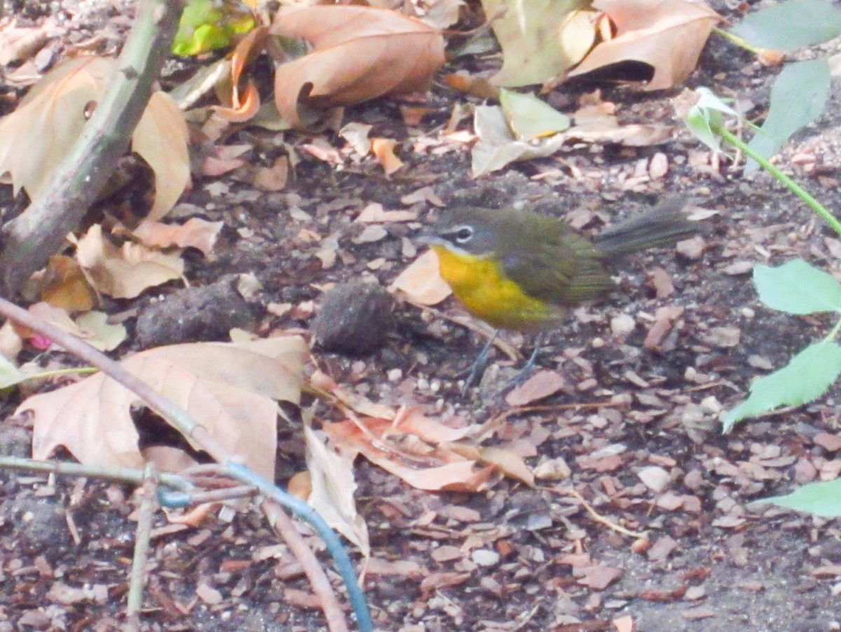 Yellow-breasted Chat - ML303808971