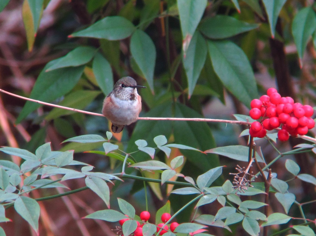 Rufous Hummingbird - ML303809071