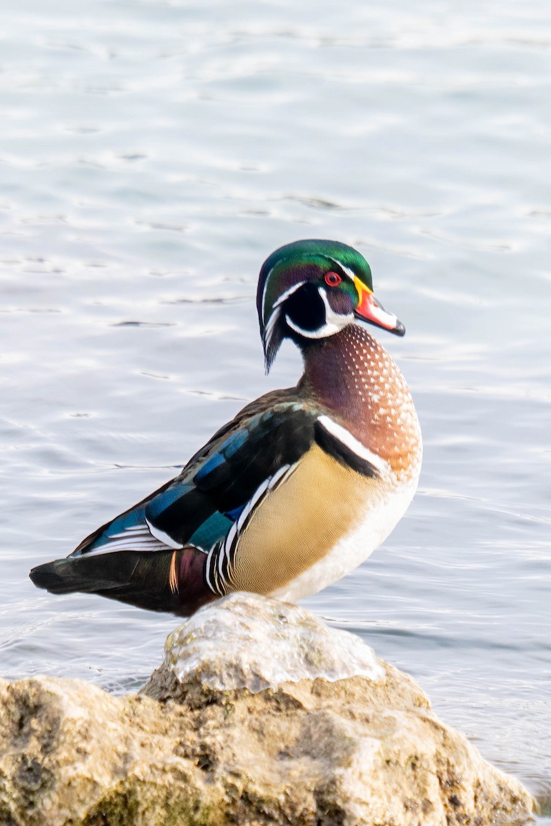 Wood Duck - ML303810761