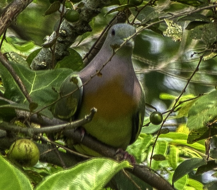 Pink-necked Green-Pigeon - ML303812881