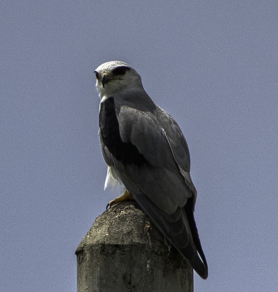 Black-winged Kite - ML303813081