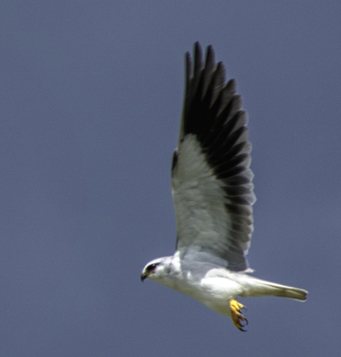 Black-winged Kite - ML303813091