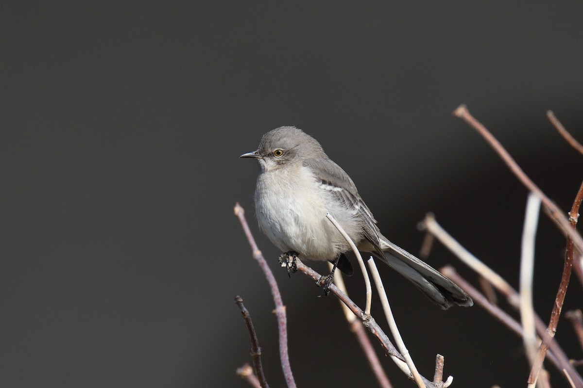 Northern Mockingbird - terence zahner