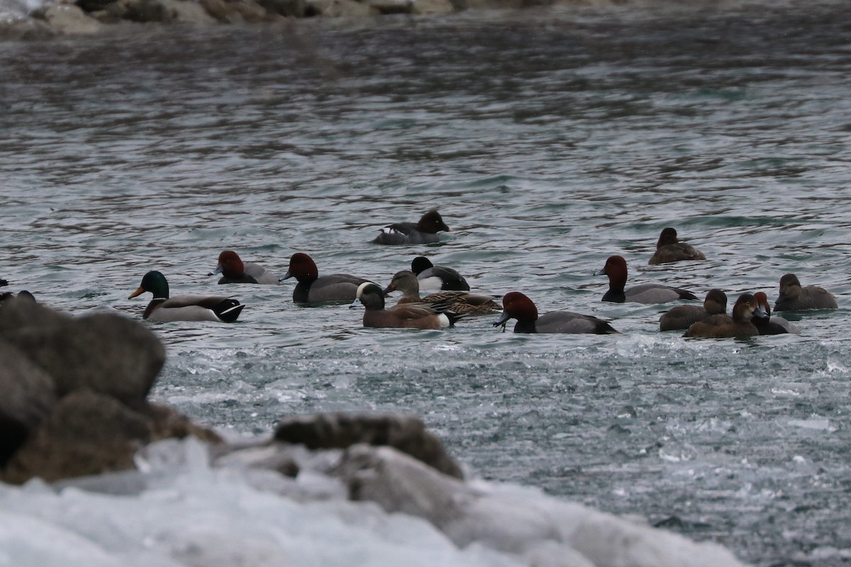 American Wigeon - ML303813891