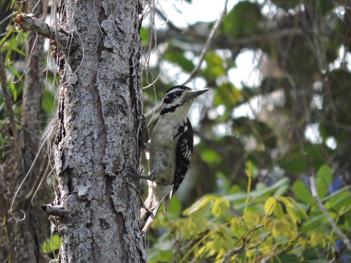 Hairy Woodpecker - ML30381411