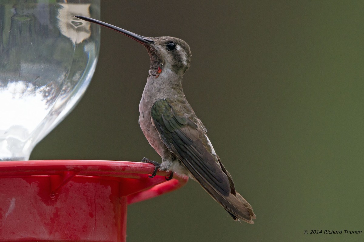 kolibřík achátový - ML303814531