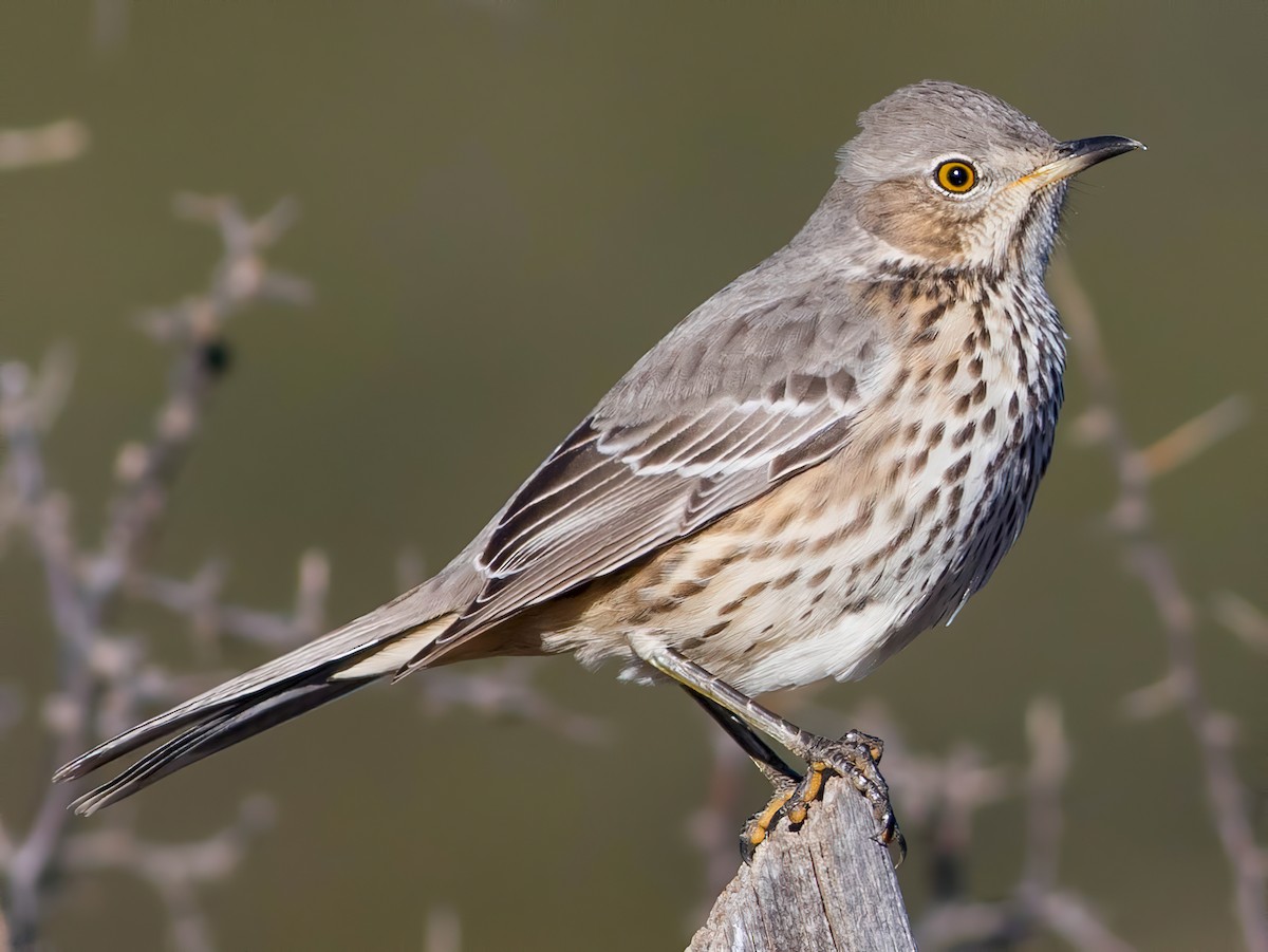 Photos - Sage Thrasher - Oreoscoptes montanus - Birds of the World