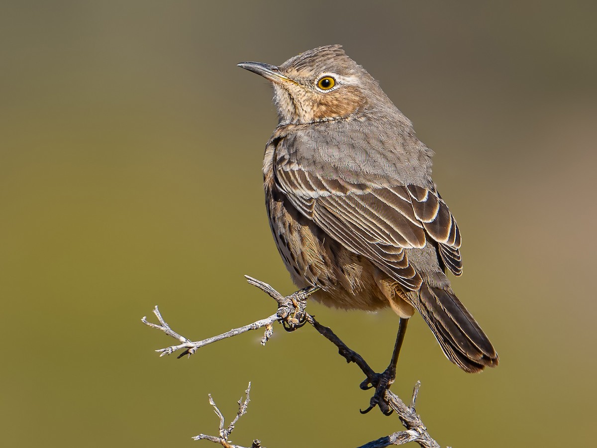 Photos - Sage Thrasher - Oreoscoptes montanus - Birds of the World