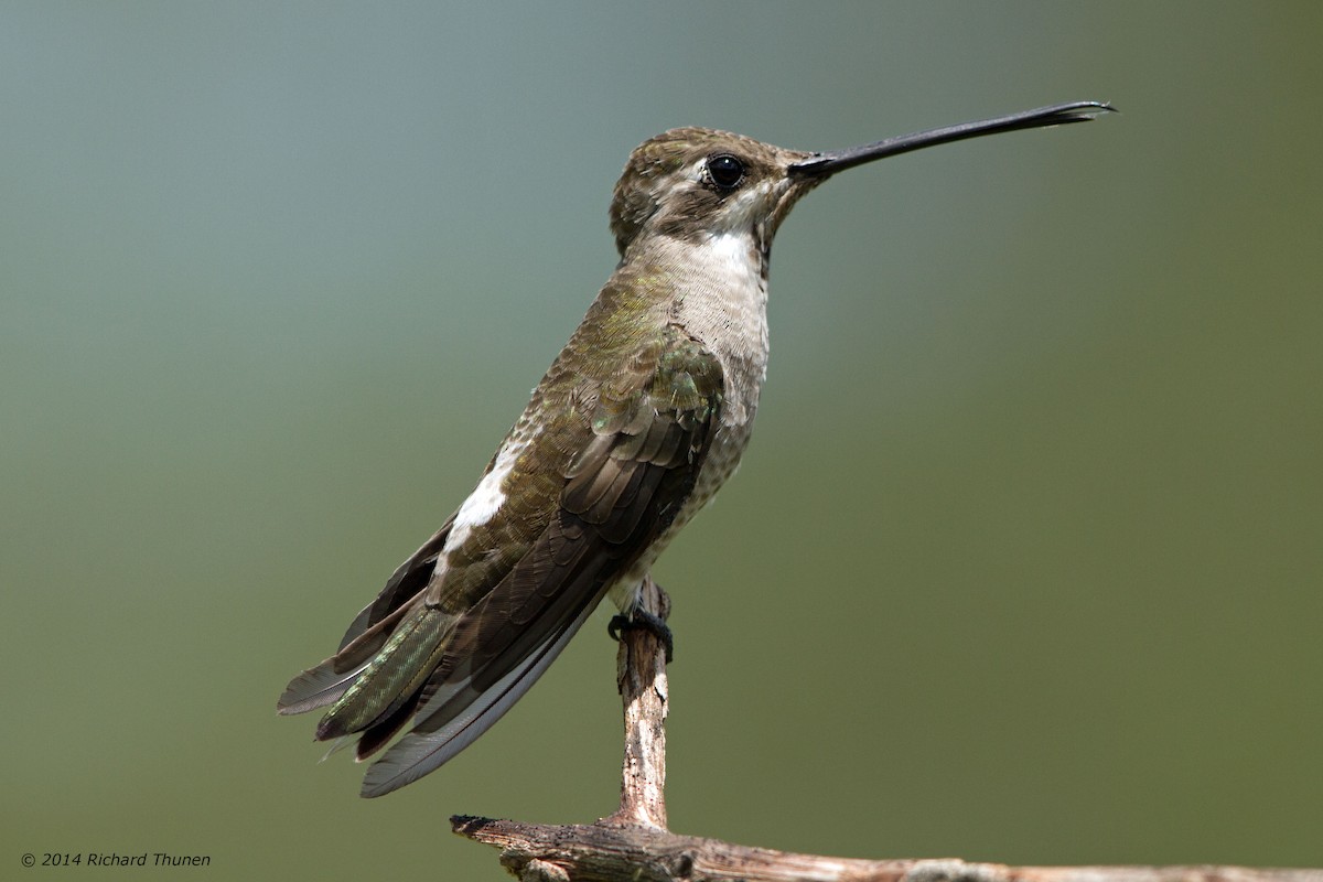 kolibřík achátový - ML303815721
