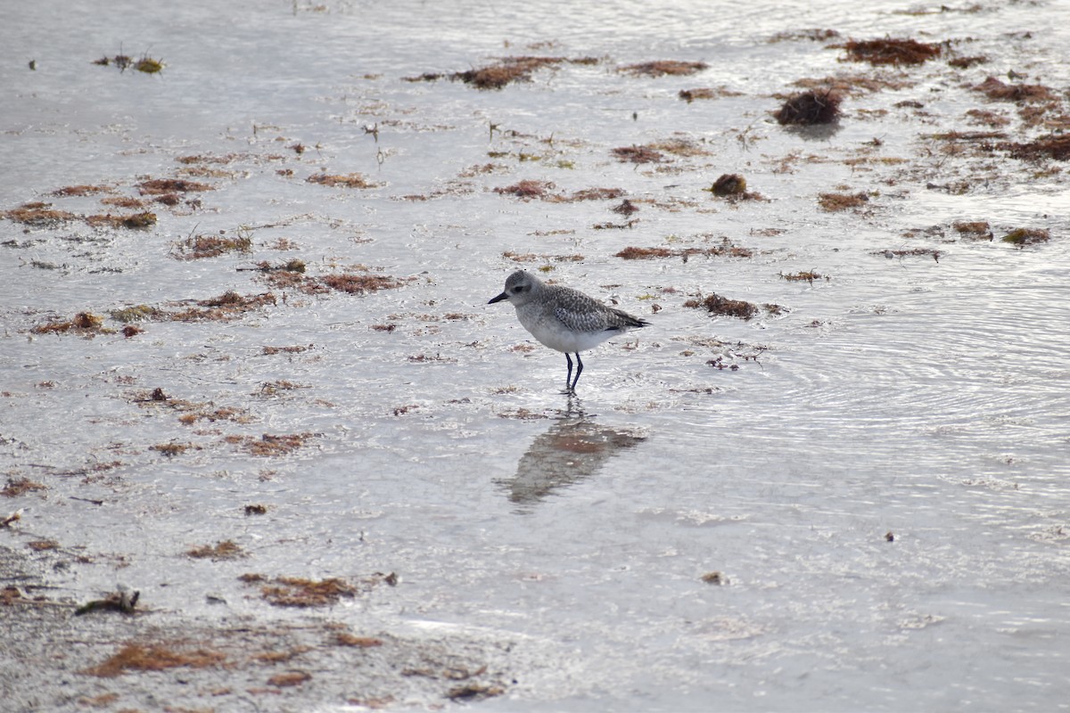 Black-bellied Plover - Benjamin Ashin