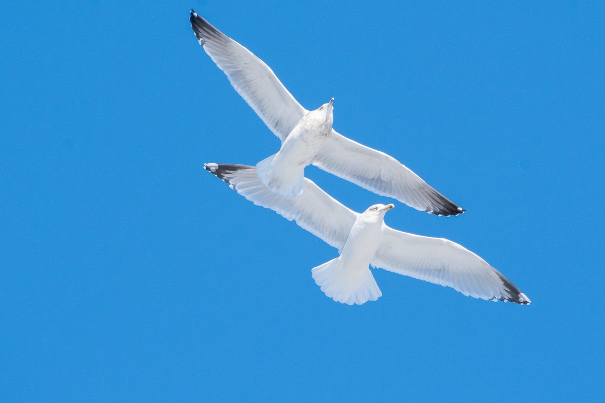 Herring Gull - Richard Littauer