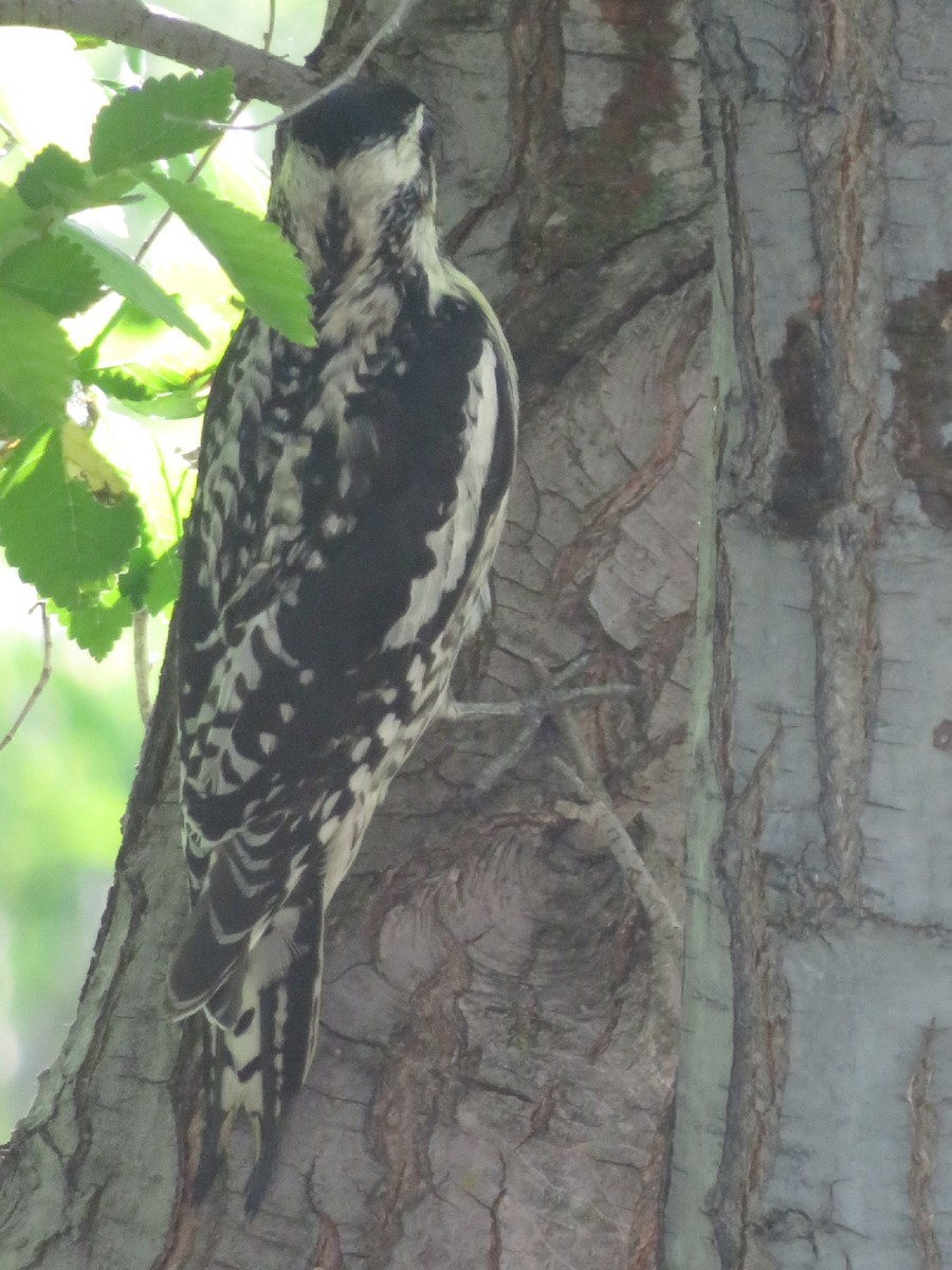 Yellow-bellied Sapsucker - ML303818141