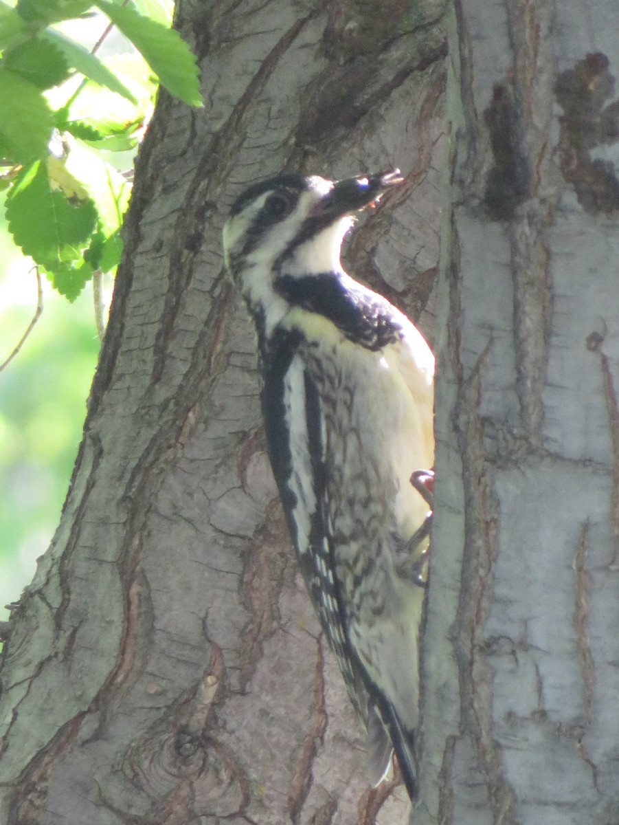 Yellow-bellied Sapsucker - ML303818351