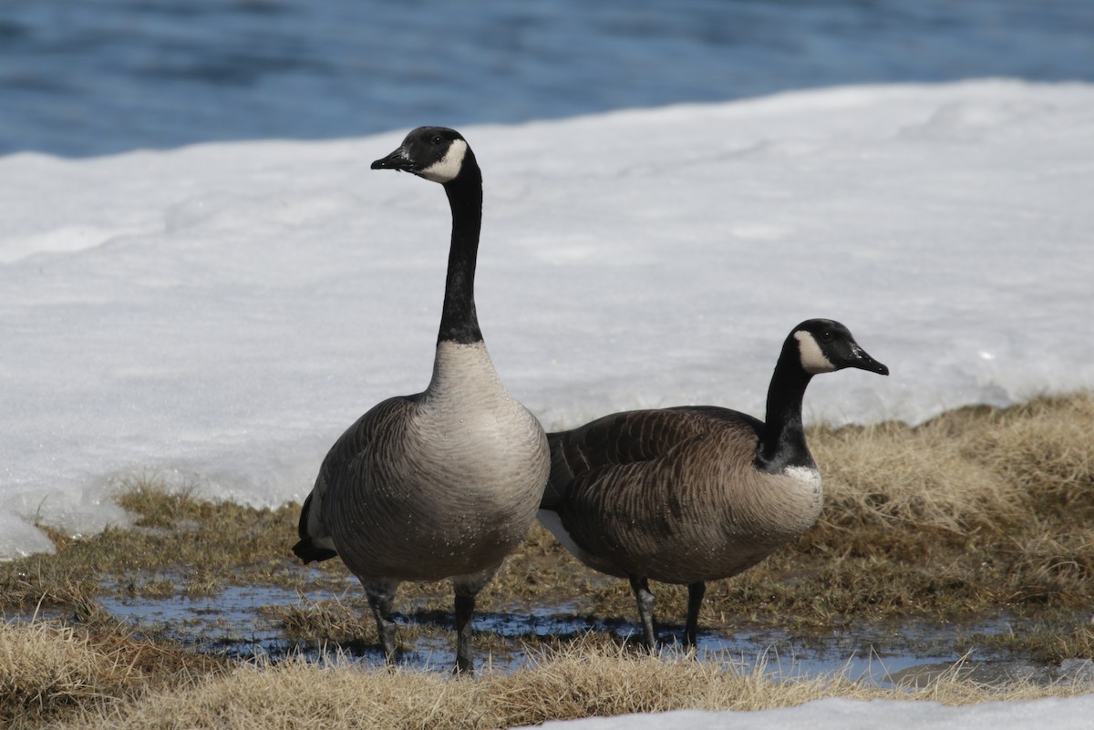 Canada Goose - ML303818901