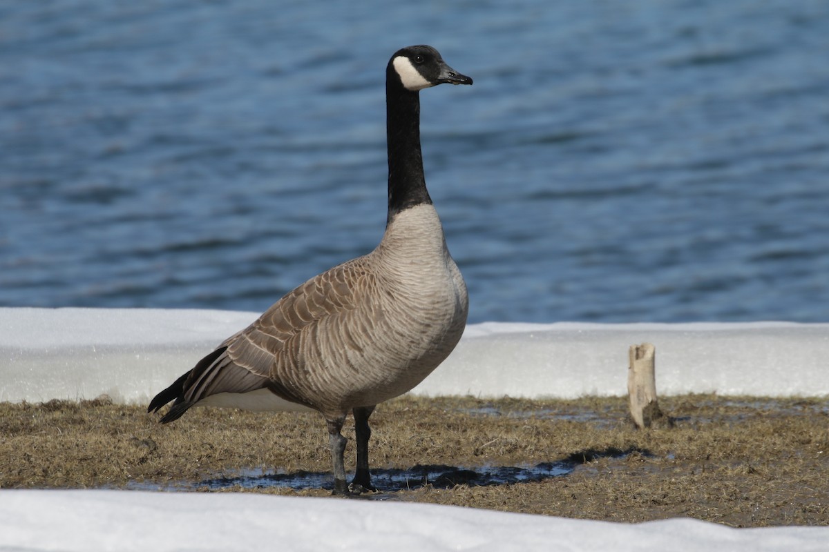 Canada Goose - Cameron Eckert