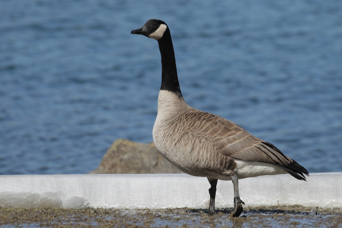 Canada Goose - ML303819161