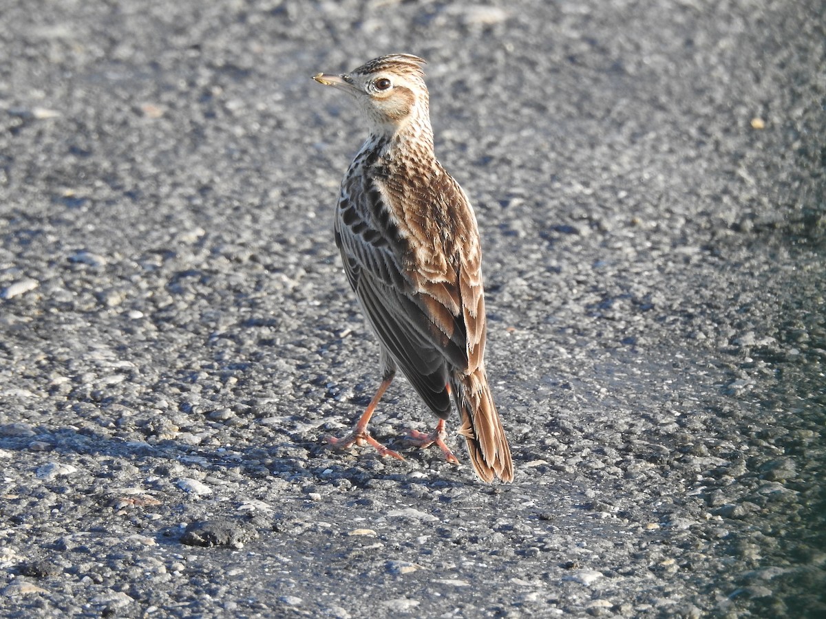 Oriental Skylark - Nimali Digo & Thilanka Edirisinghe