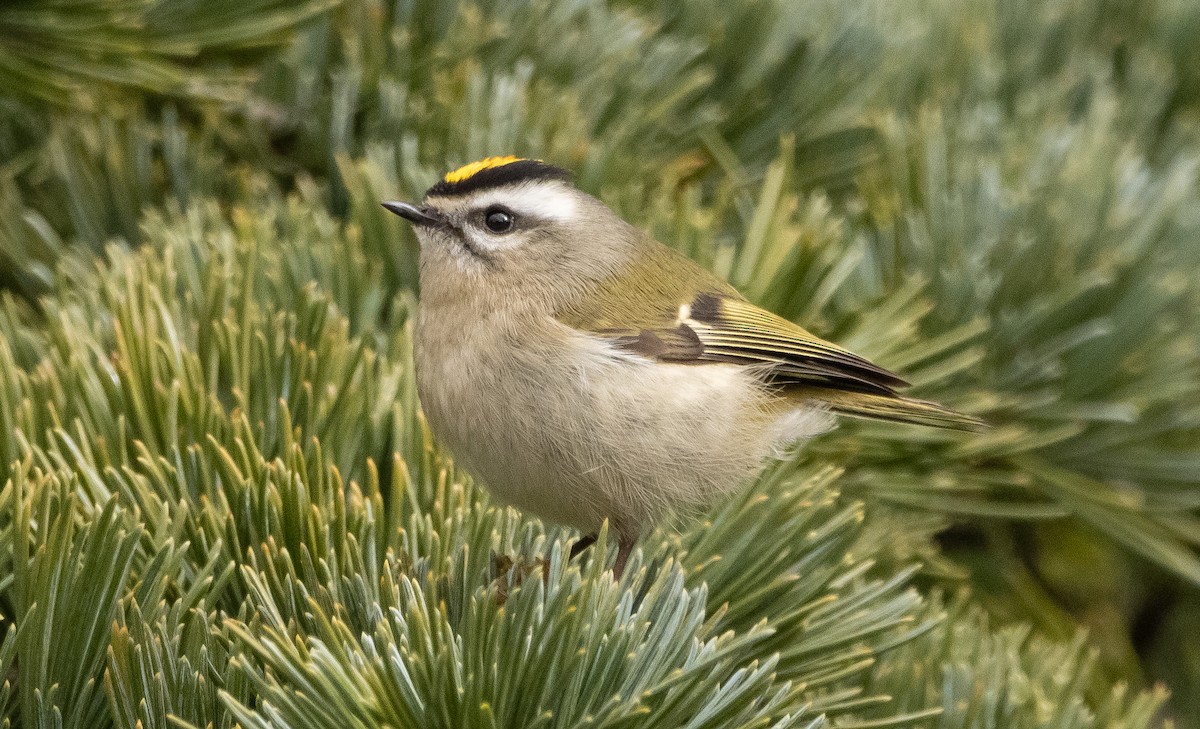 Golden-crowned Kinglet - Liam Huber
