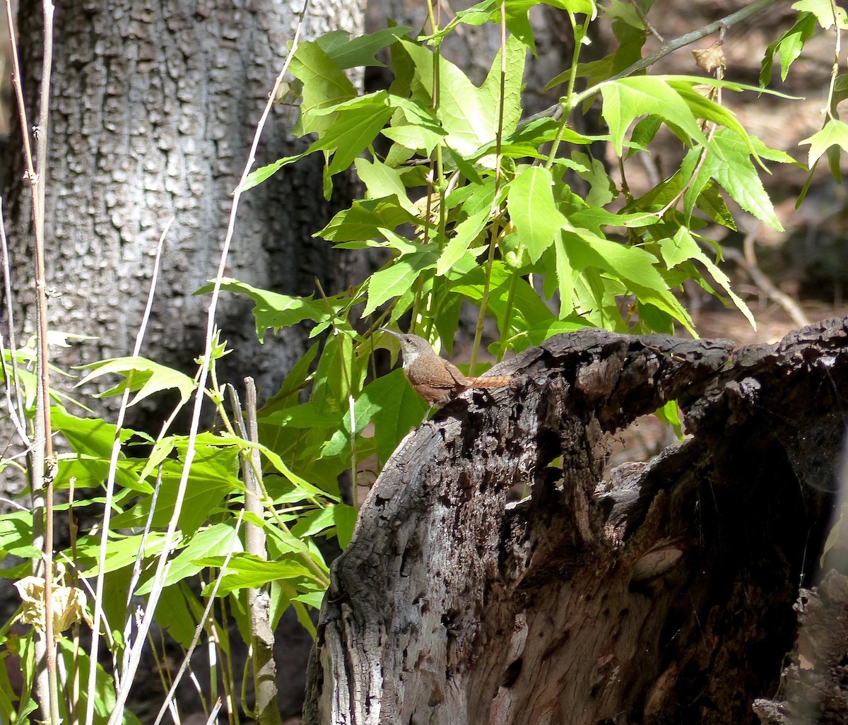 Canyon Wren - ML30382121