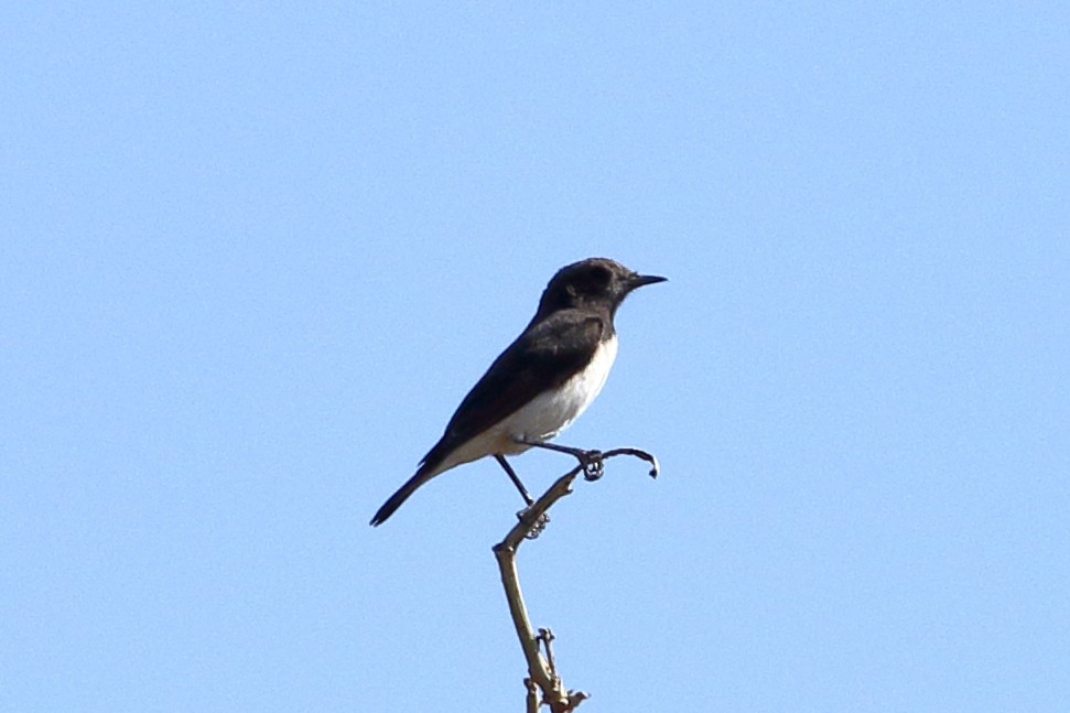 Variable Wheatear - Ains Priestman