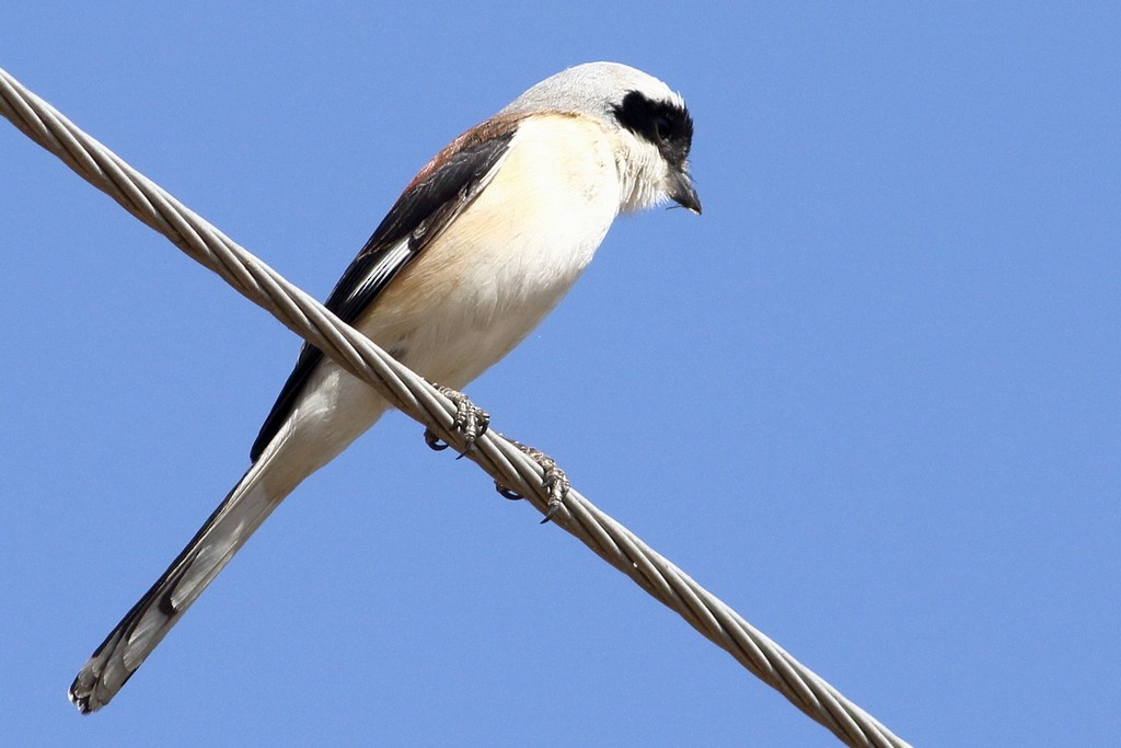 Bay-backed Shrike - ML303823211