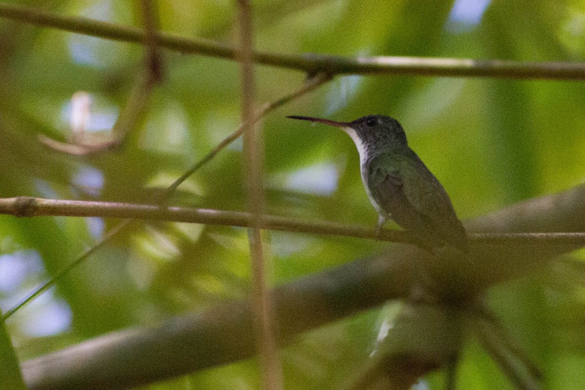 Plain-bellied Emerald - ML303829191