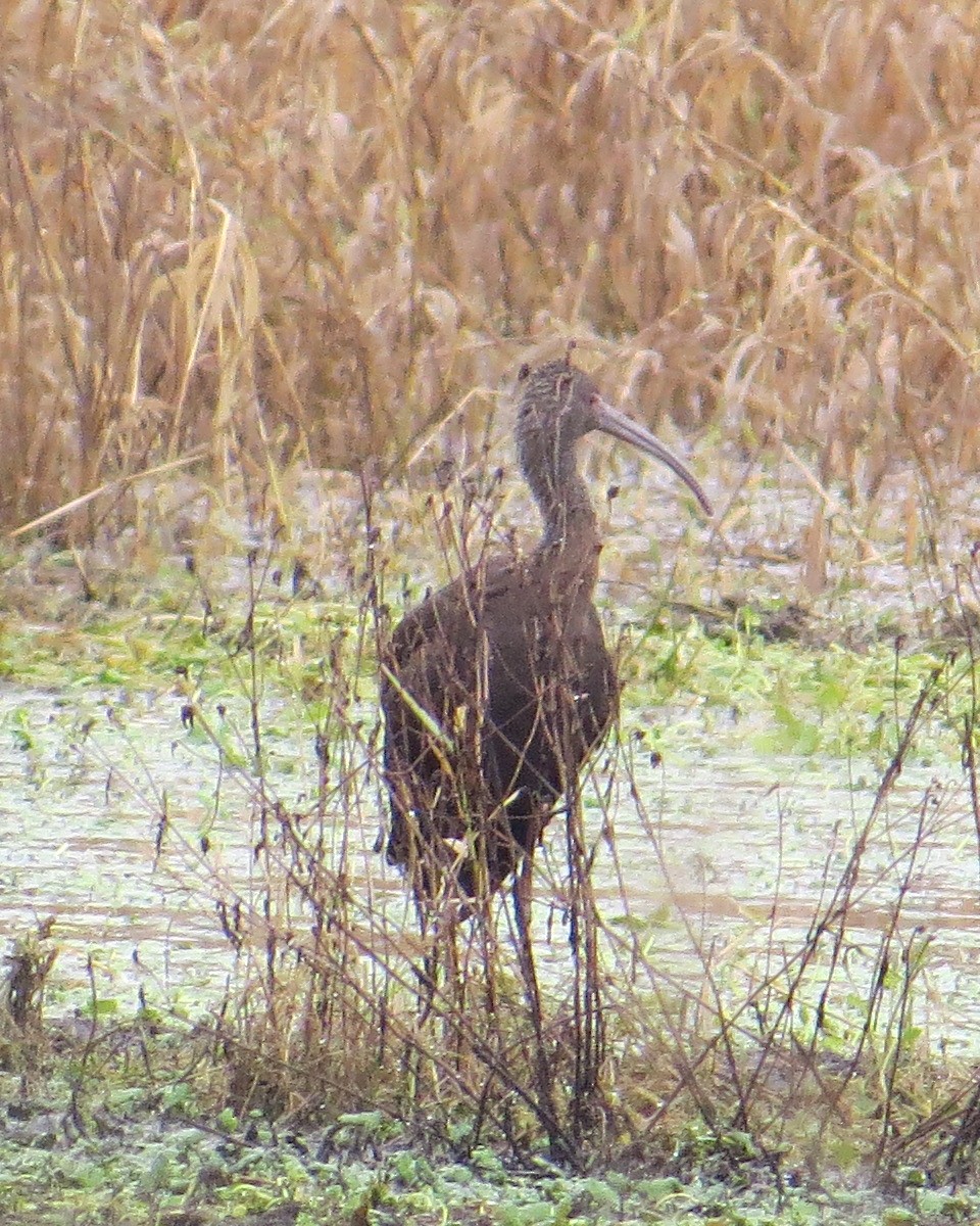 White-faced Ibis - ML303830171