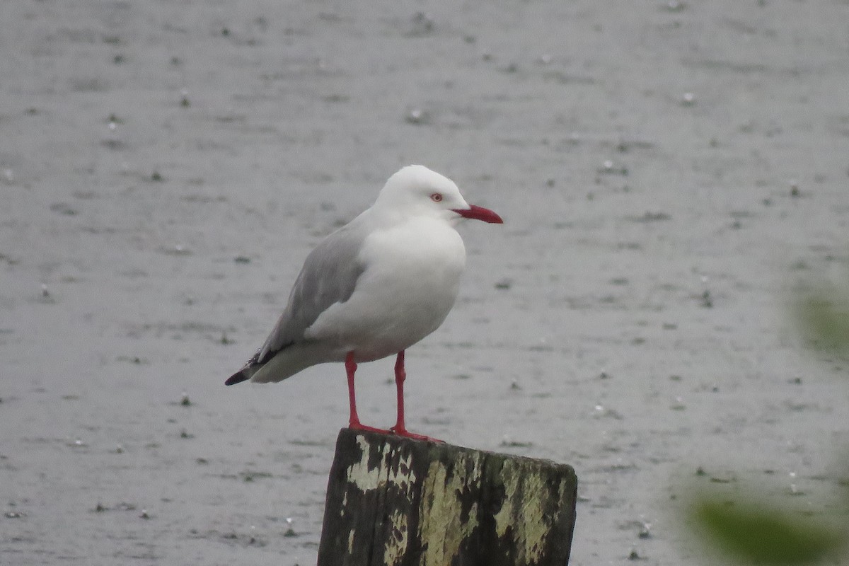 Silver Gull (Silver) - ML30383081