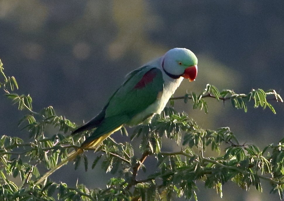 Alexandrine Parakeet - ML303831801