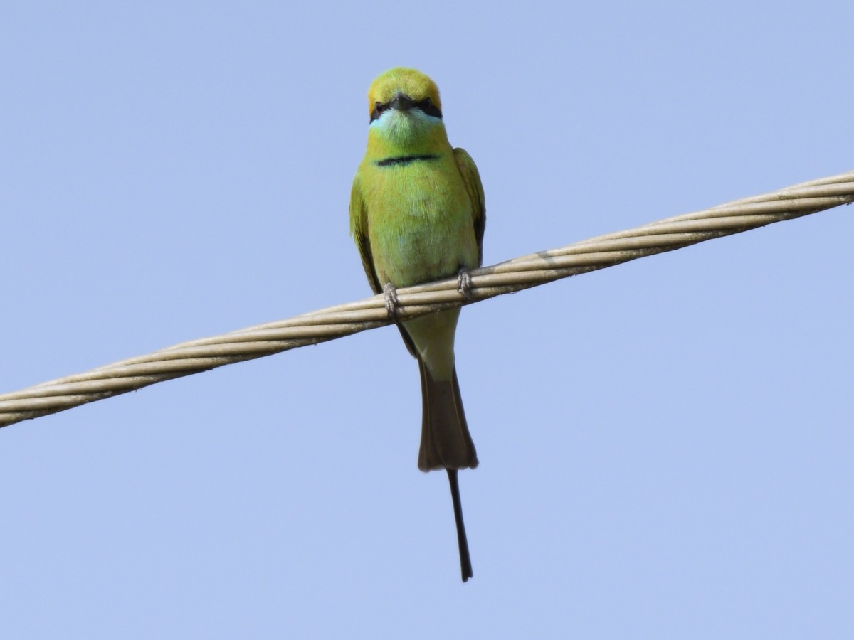 Asian Green Bee-eater - ML303832731