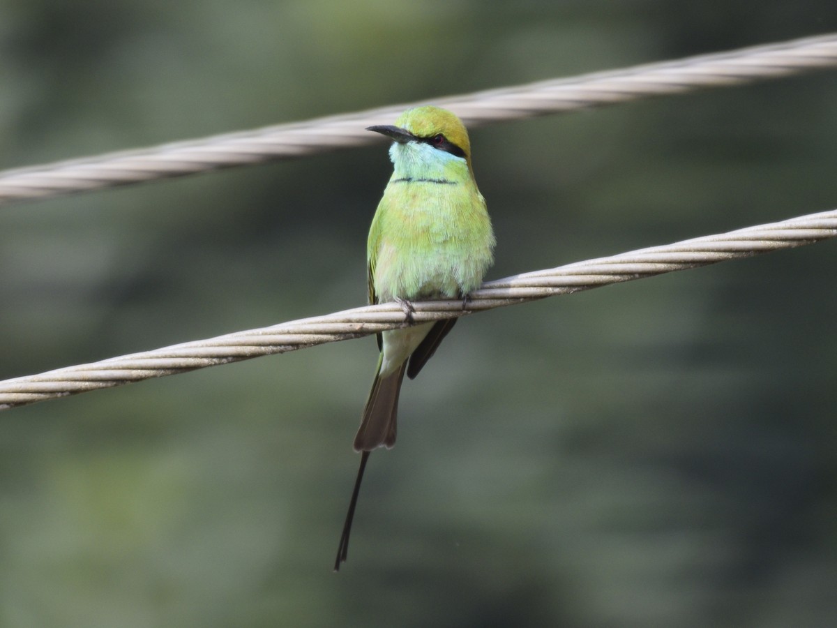 Asian Green Bee-eater - ML303832761