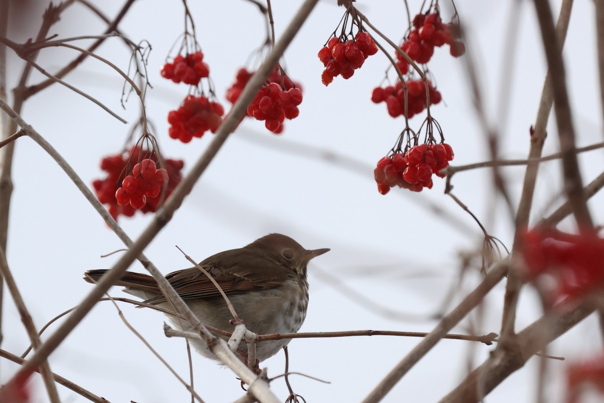 Hermit Thrush - ML303833741