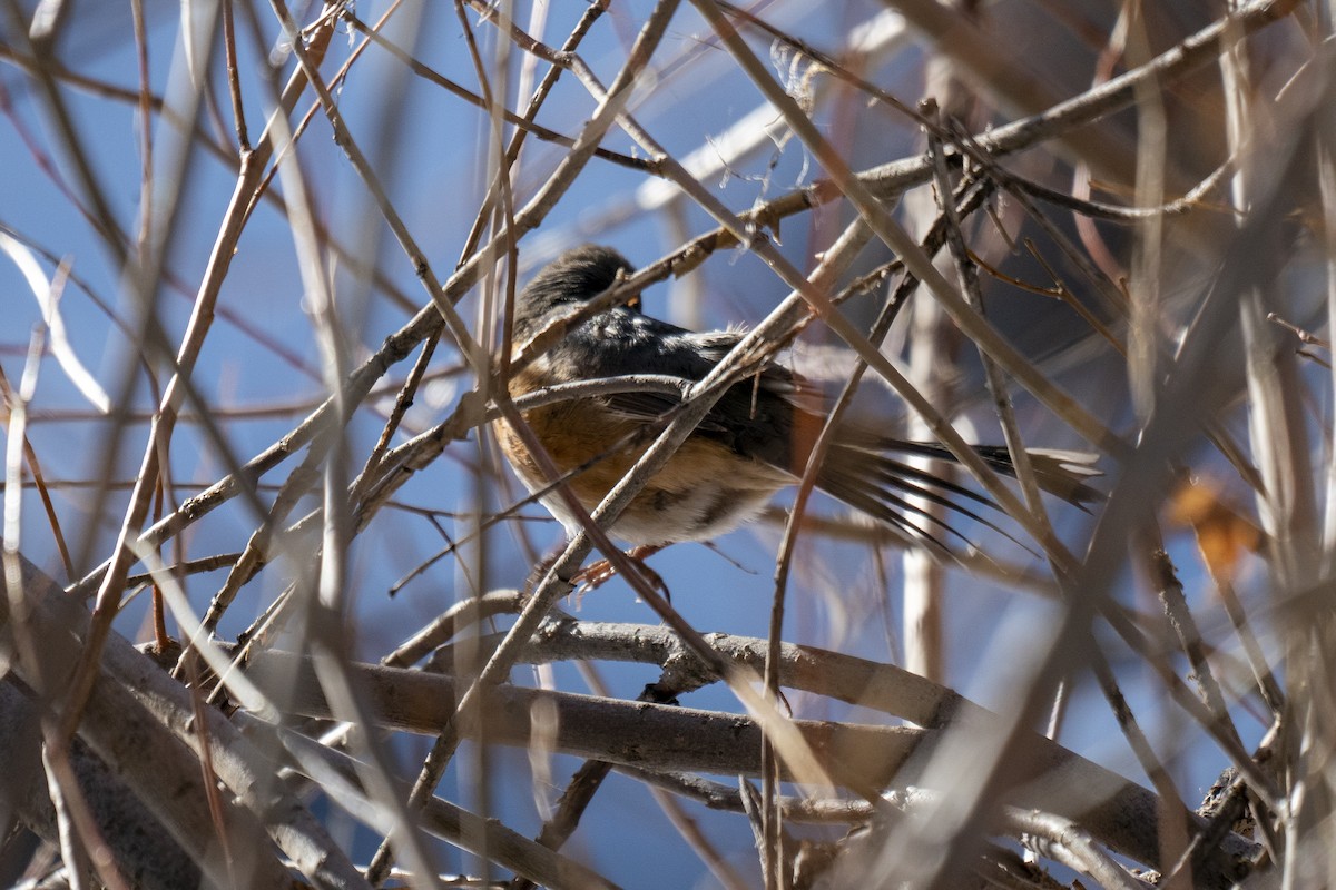 Spotted Towhee - ML303833861