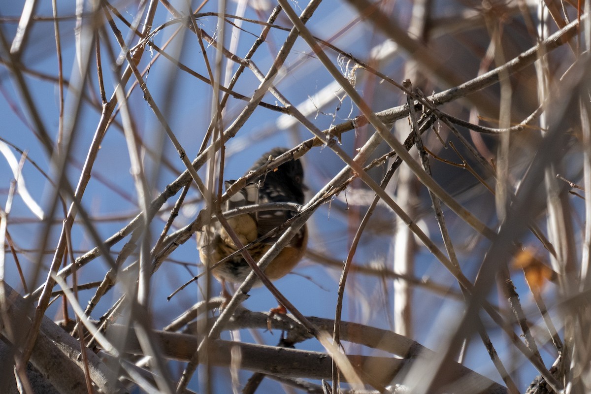 Spotted Towhee - ML303833911