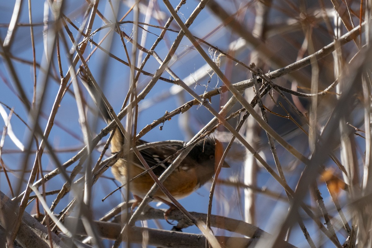 Spotted Towhee - ML303833921