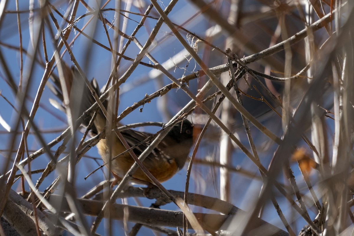 Spotted Towhee - ML303833931