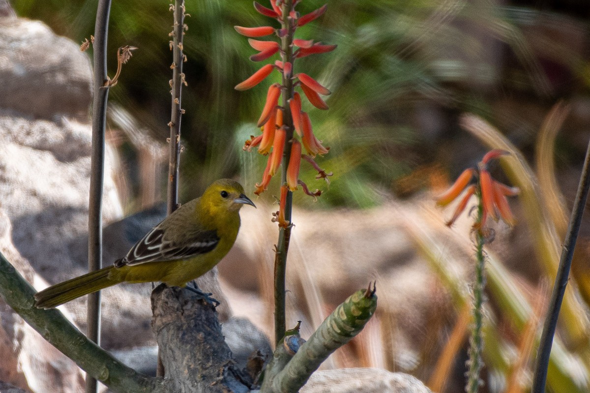 Orchard Oriole - ML303833941