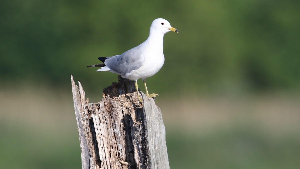 Ring-billed Gull - ML30383421