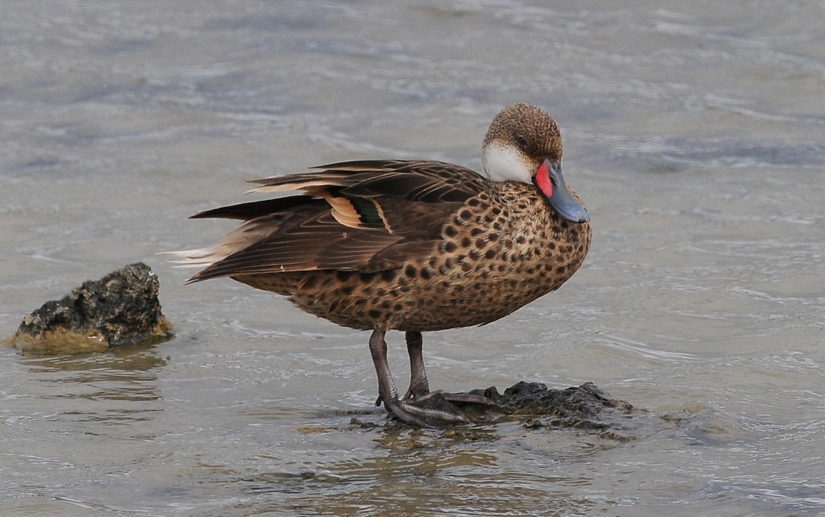 White-cheeked Pintail - ML303836651