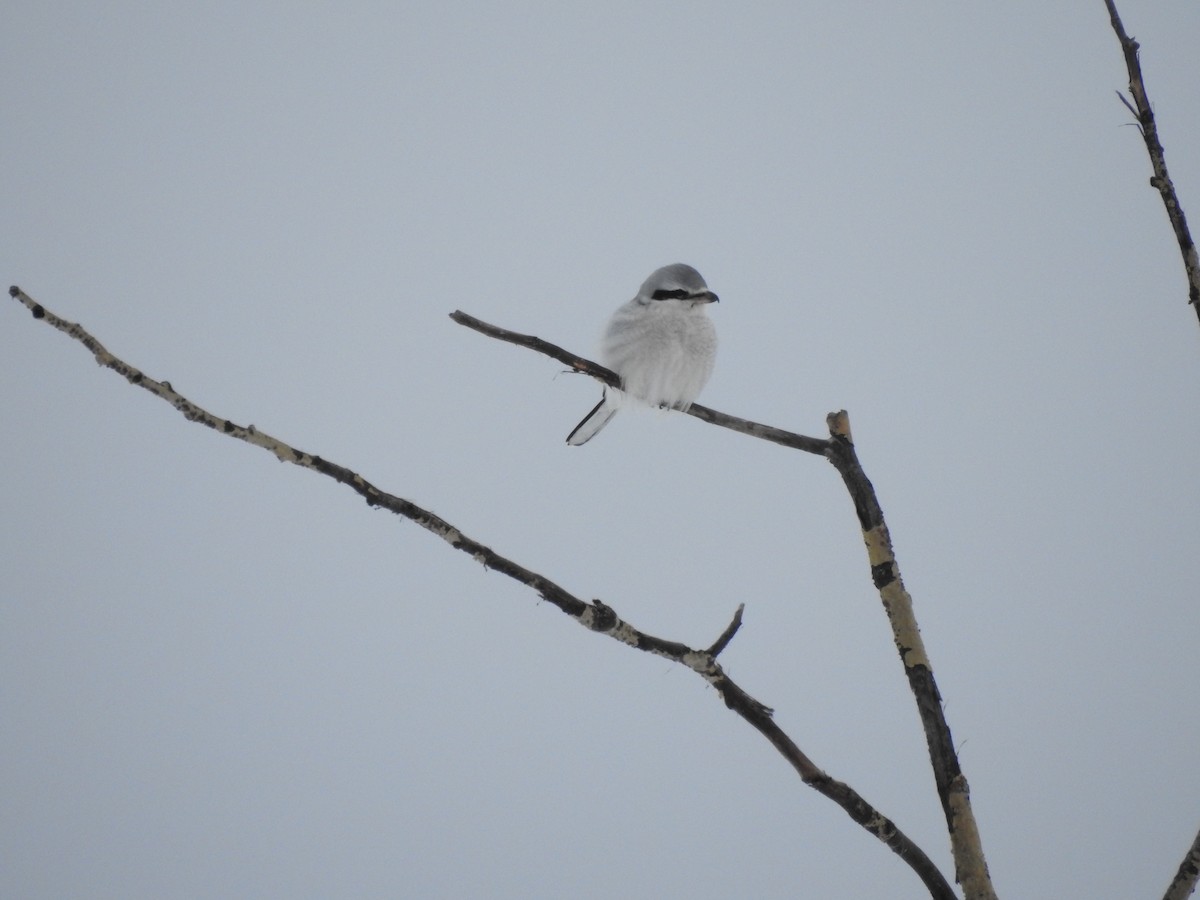 Northern Shrike - Cathy Antoniazzi