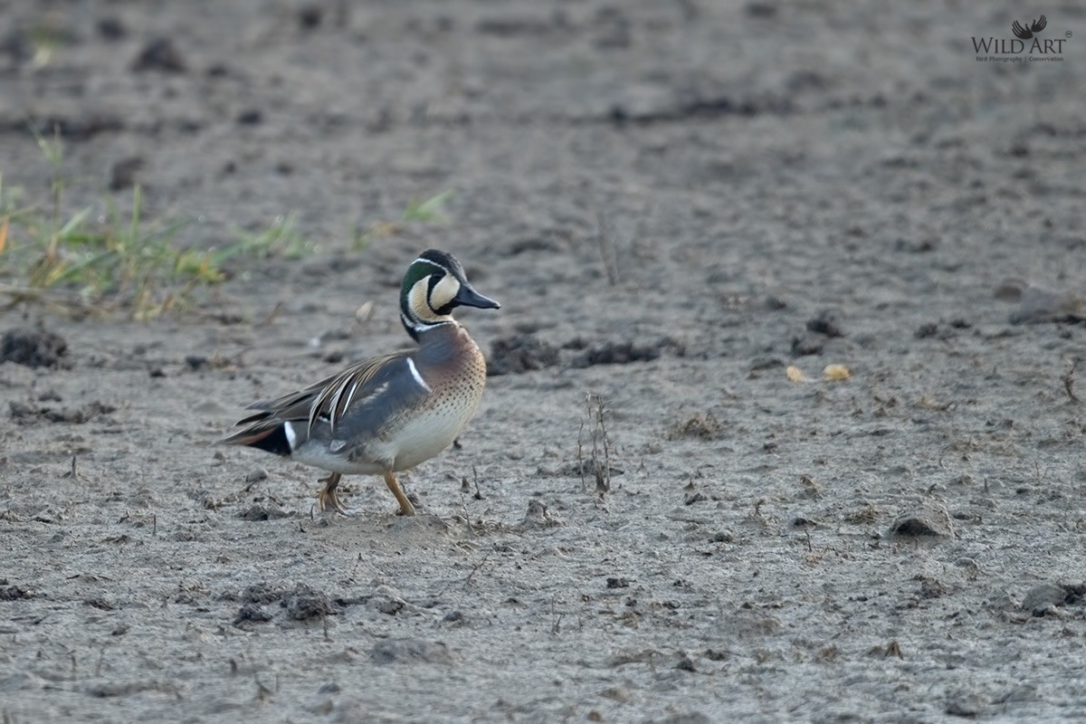 Baikal Teal - ML303838071