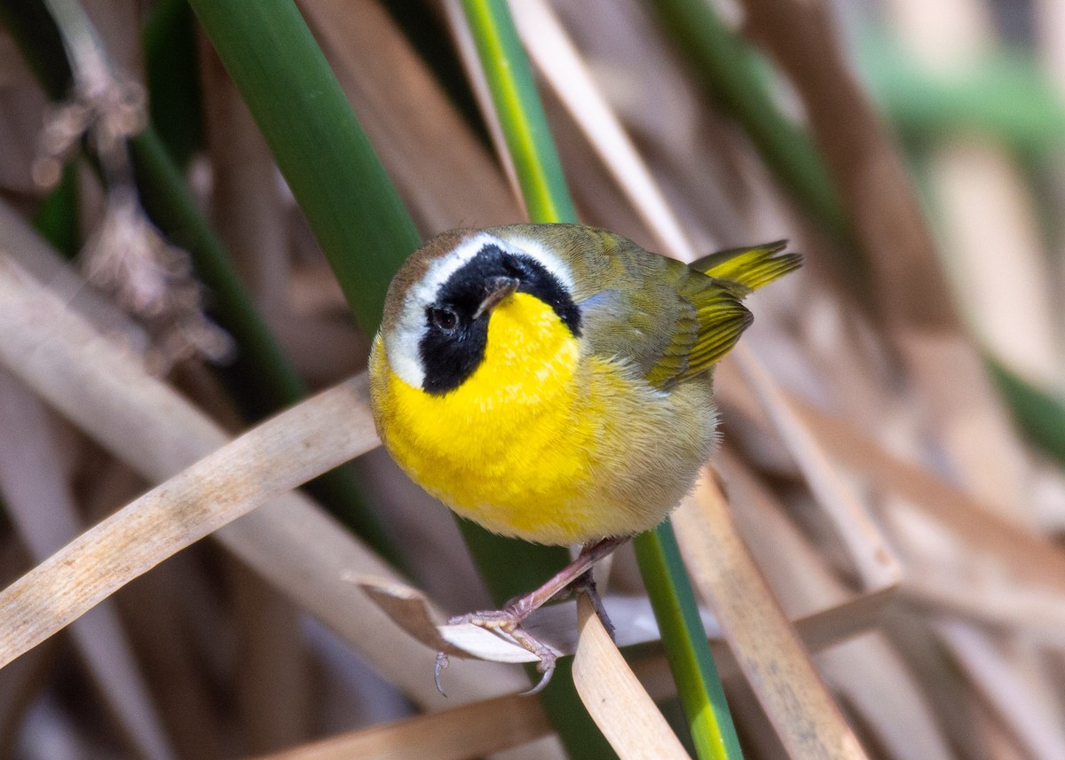 Common Yellowthroat - Joe Tuvell