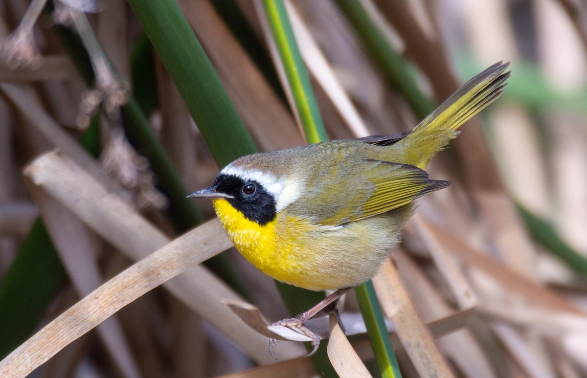 Common Yellowthroat - ML303838541