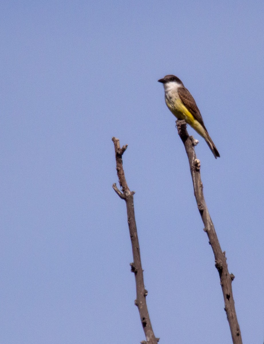 Thick-billed Kingbird - ML303838581