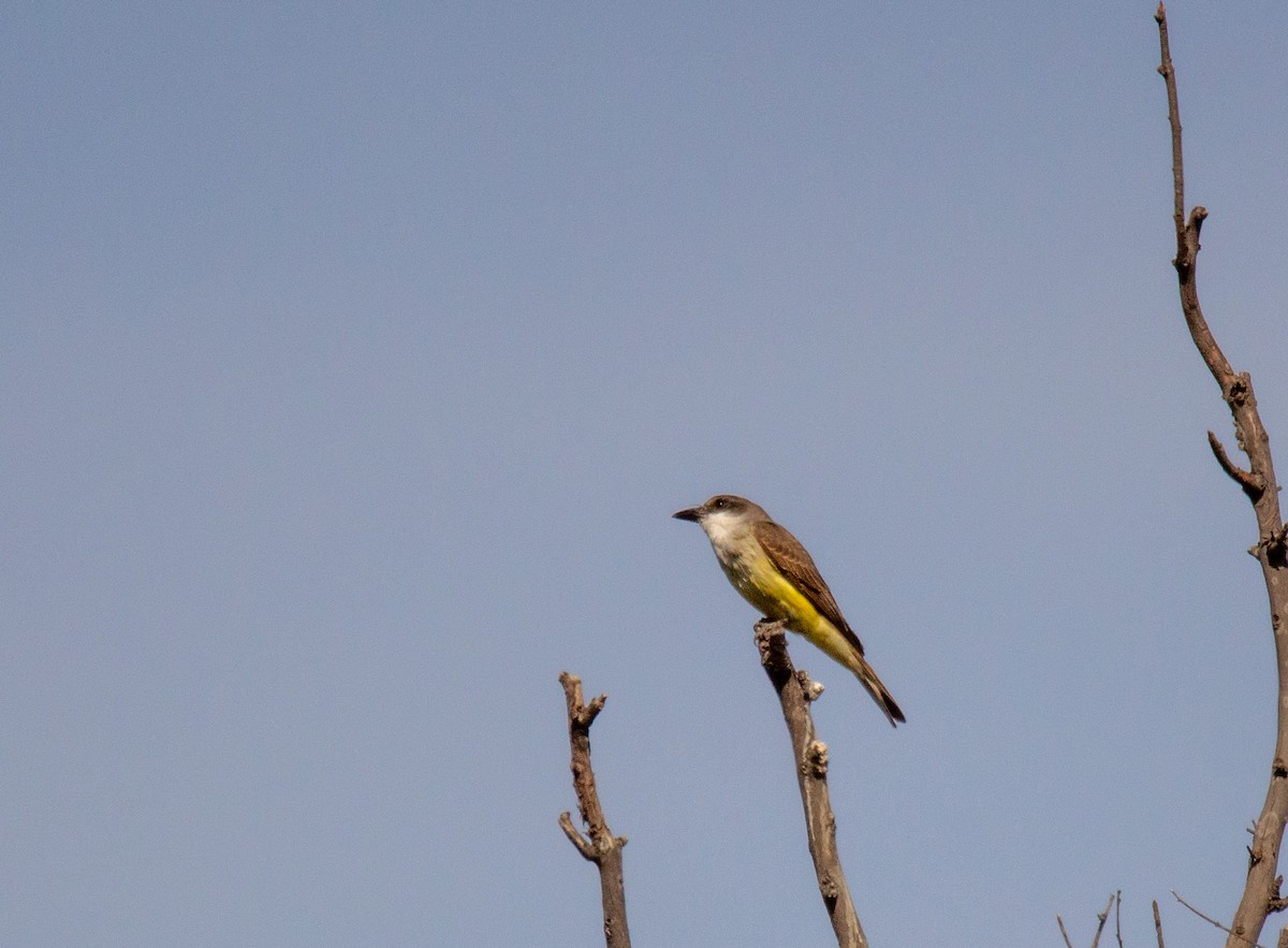 Thick-billed Kingbird - ML303838591