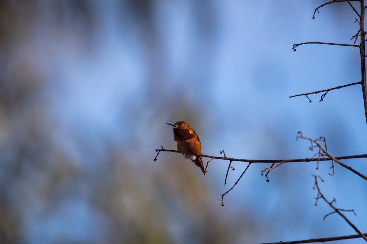 Allen's Hummingbird - ML303838661