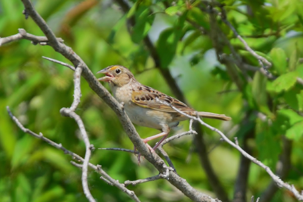 Grasshopper Sparrow - ML30384161