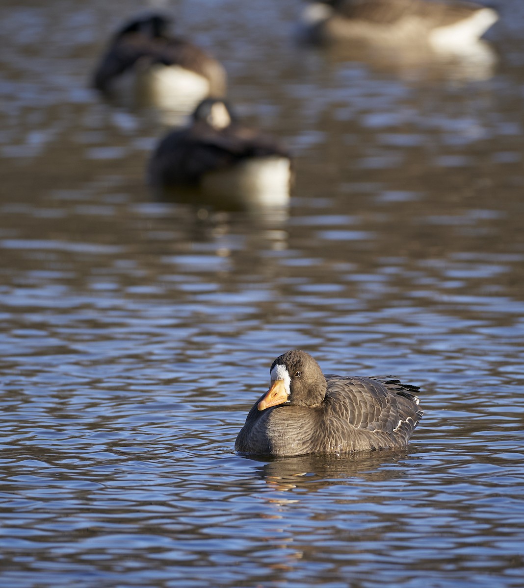 Greater White-fronted Goose - ML303842431