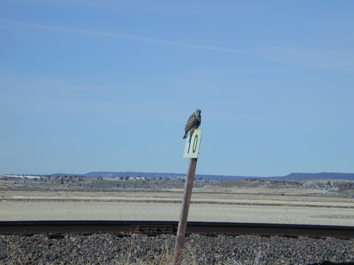 Зимняк - ML303842601