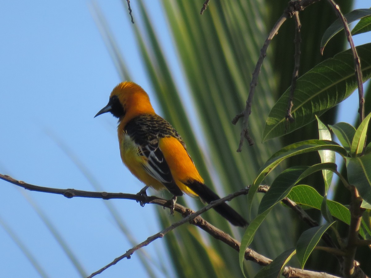 Hooded Oriole - ML303843641